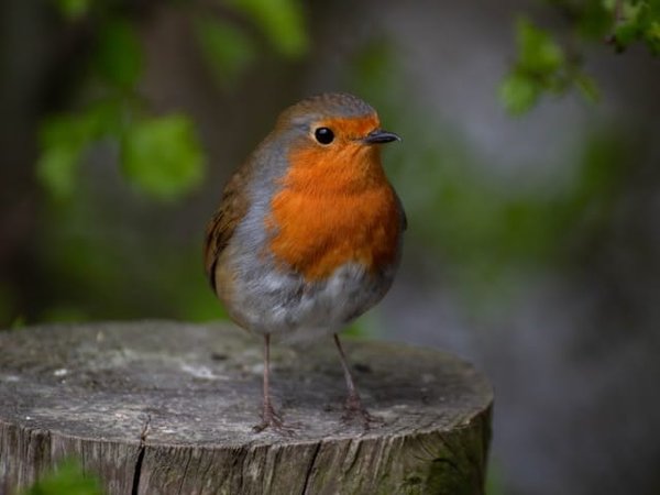 Les Trésors Cachés des Réserves Naturelles : Une Exploration des Sanctuaires de la Biodiversité