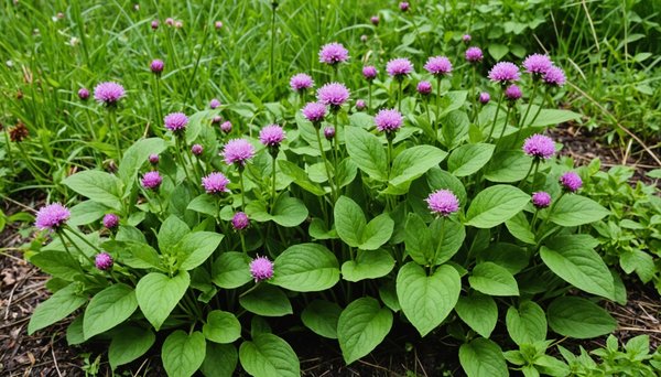 Guide des plantes comestibles à découvrir lors de vos promenades